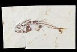Cretaceous Predatory Fish (Eurypholis) - Squid In Stomach! #173375-1